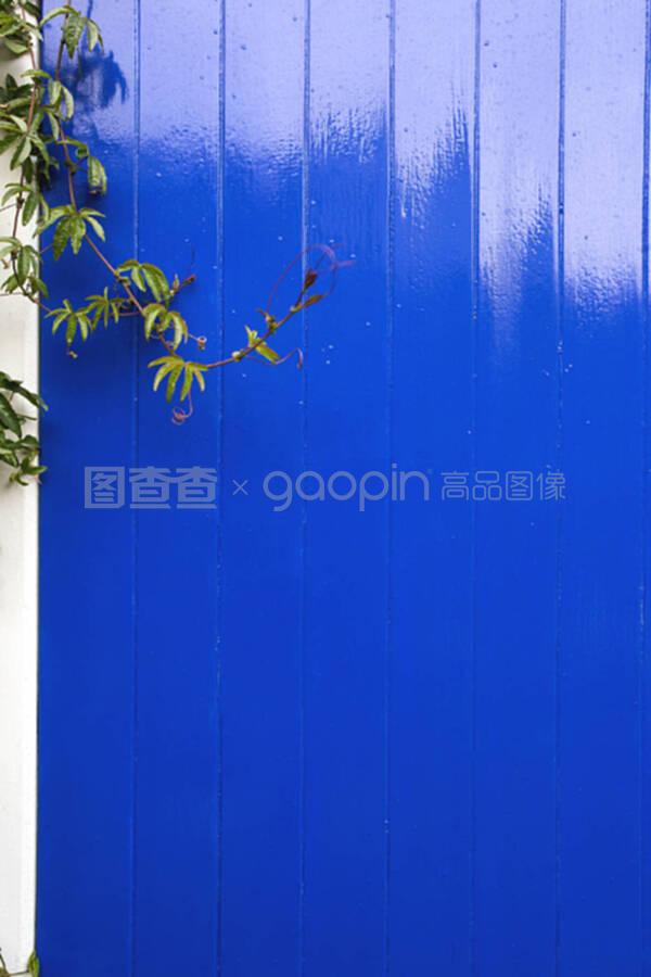 蓝色木板木墙,绿色植物悬挂,近景纹理
